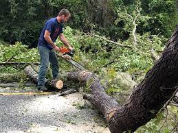 Trusted Iva, SC Tree Care Services Experts